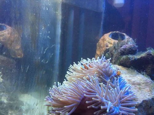 klovnefisk i anemonen pt. 2