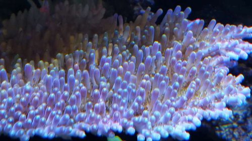 Acropora efflorecens