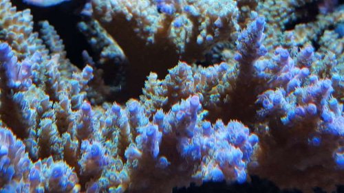 &quot;Joe the coral&quot; udsnit