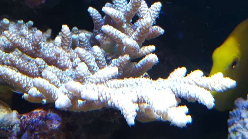 A.spathulata uden dæmpning.