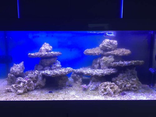 akvariet efter 21 dage med red sea mature pro kit