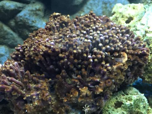 Slim alger over koral