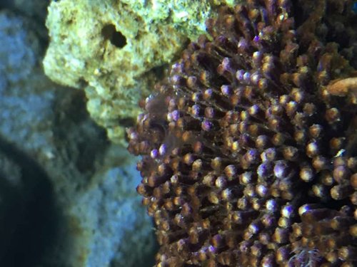 Slim alger over koral