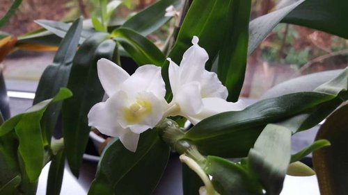 20160101_144334.jpg (30.53 KiB) Vist 2998 gange Dendrobium. Står godt nok ikke samme sted, da den skal have temperaturer der er højere end i en vindueskarm på et badeværelse.