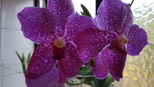 20151011_165859.jpg (36.91 KiB) Vist 2998 gange Vanda