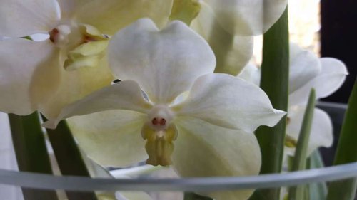 20150803_181645.jpg (21.37 KiB) Vist 2998 gange Endnu en Vanda.