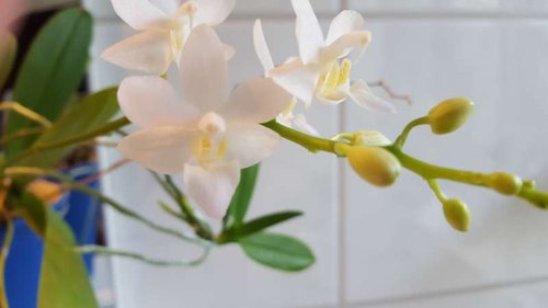 20150921_092521.jpg (19.87 KiB) Vist 3060 gange Cymbidium.