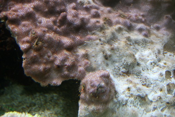 Montipora 2 (600 x 400).jpg