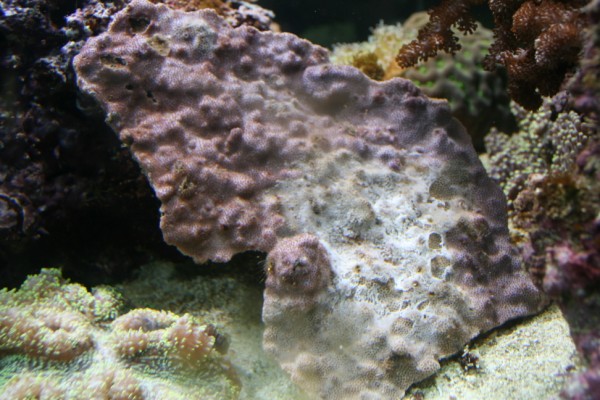 Montipora 1 (600 x 400).jpg