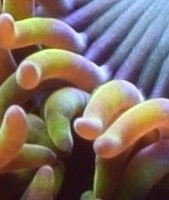 zoas4.JPG