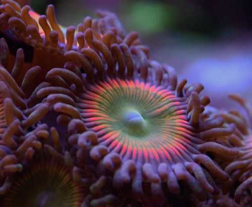 zoas5.JPG