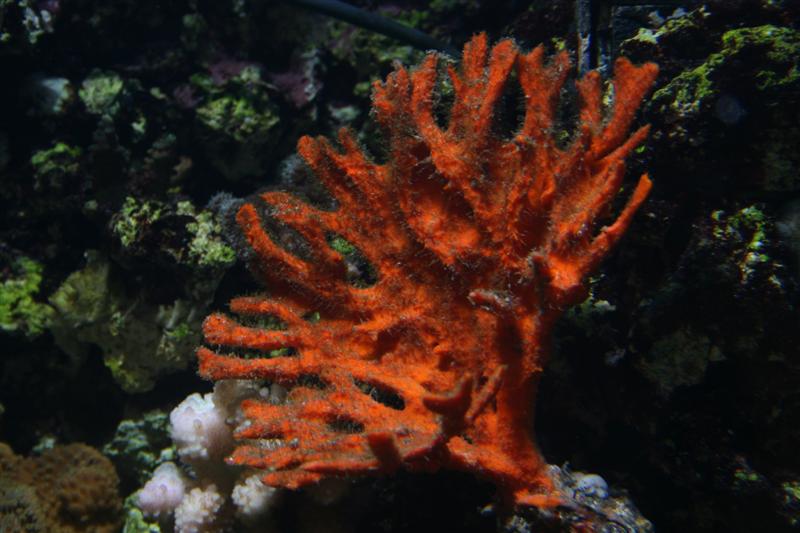 svampe 001 (Medium).jpg