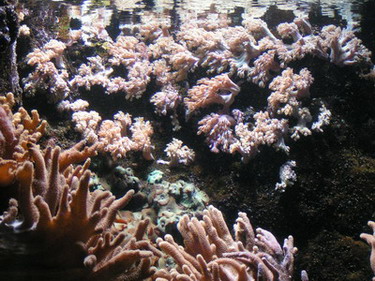forum pic1.jpg
