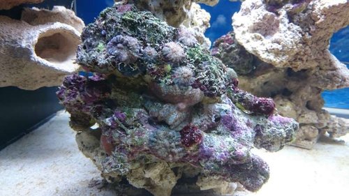 1.JPG (57.35 KiB) Vist 3268 gange Div. Discosoma