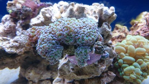 3.JPG (50.64 KiB) Vist 3166 gange Euphyllia paraancora (grøn med lilla spidser)