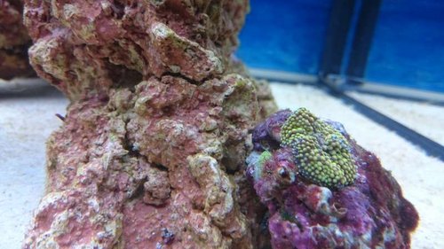 4.JPG (47.55 KiB) Vist 3179 gange Ricordea? Eller hvilken skive er dette?