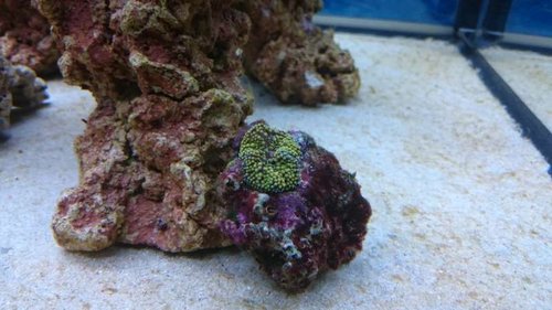 5.JPG (44.47 KiB) Vist 3180 gange Ricordea? Eller hvilken skive er dette?