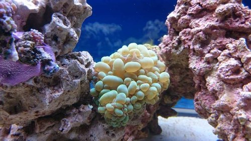 6.JPG (55.56 KiB) Vist 3164 gange Plerogyra sinuosa (green)