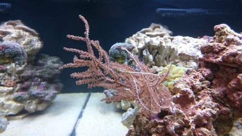 7.JPG (48.1 KiB) Vist 3180 gange Eunicea succinea