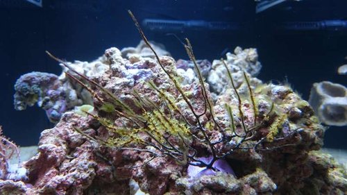 8.JPG (51.22 KiB) Vist 3180 gange Gul Gorgonie