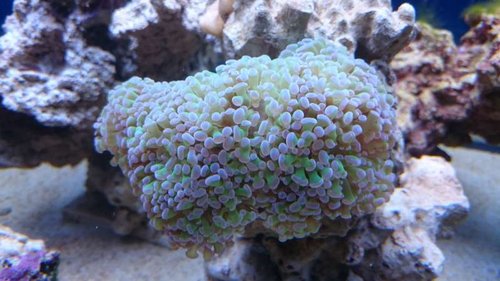 1.JPG (46.07 KiB) Vist 3180 gange Euphyllia paraancora (grøn med lilla spidser)