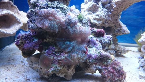 2.JPG (56.33 KiB) Vist 3268 gange Div. Discosoma