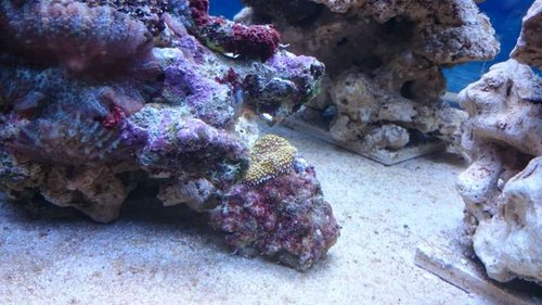 3.JPG (54.85 KiB) Vist 3165 gange Ricordea? Eller hvilken skive er dette?