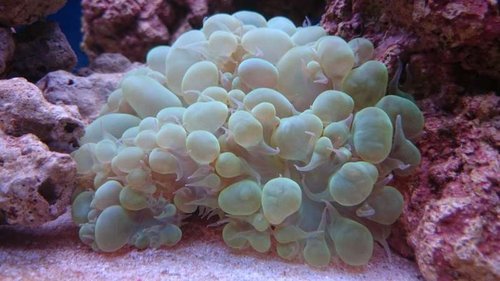 4.JPG (41.61 KiB) Vist 3180 gange Plerogyra sinuosa (green)