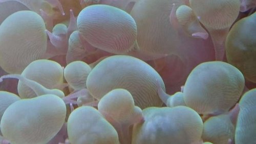 5.JPG (23.52 KiB) Vist 3166 gange Makrobillede af Plerogyra sinuosa (green)