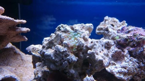 6.JPG (43.79 KiB) Vist 3164 gange To små fragmenter fra min Euphyllia paraancora (grøn med lilla spidser), som er faldet af, og som jeg troede var døde. De er bare lagt ned i et hul i søjlen