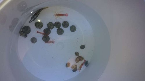 1.JPG (13.87 KiB) Vist 3166 gange Snegle, rejer og fisk lige blevet hældt ud i spanden og klar til akklimatisering via drypmetoden