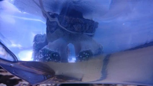 2.JPG (20.69 KiB) Vist 3281 gange Koraller ligger i poser i vandoverfladen, så temperaturen bliver den samme