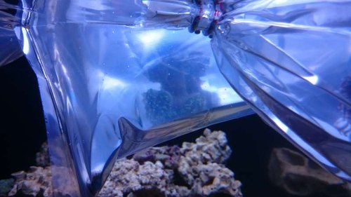 3.JPG (34.31 KiB) Vist 3281 gange Koraller ligger i poser i vandoverfladen, så temperaturen bliver den samme