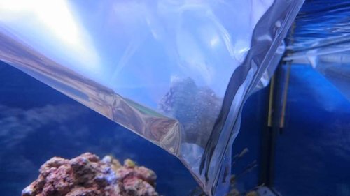 4.JPG (24.74 KiB) Vist 3268 gange Koraller ligger i poser i vandoverfladen, så temperaturen bliver den samme