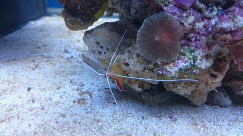 5.JPG (46.11 KiB) Vist 3164 gange Lysmata amboinensis