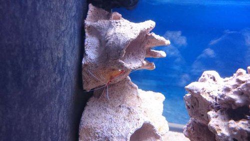 Lysmata amboinensis