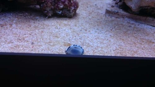 Nerita sp.