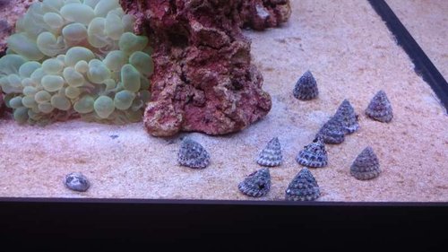 Nerita sp. og Trochus snail