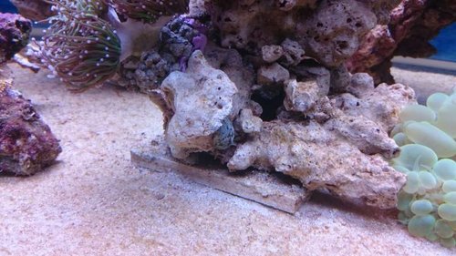 9.JPG (53.22 KiB) Vist 3180 gange Euphyllia glabrescens (green), Nerita sp. og Plerogyra sinuosa (green)