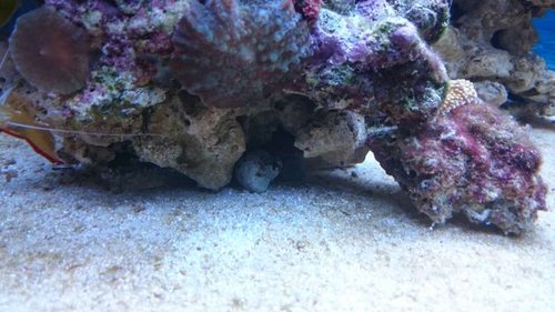 10.JPG (48.47 KiB) Vist 3165 gange Lysmata amboinensis og Nerita sp.