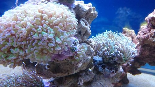 Euphyllia paraancora (grøn med lilla spidser). Lige midt i billedet kan man se de to små fragmenter fra min Euphyllia paraancora (grøn med lilla spidser), som var faldet af, og som jeg troede var døde. Dem tog jeg op fra det hul, som jeg havde lagt dem i, og vovede mig, om jeg kunne lime dem fast, da der kun er meget lidt skelet tilbage, men det lykkedes heldigvis =)