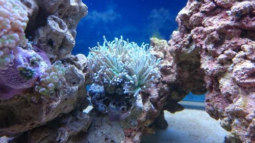 13.JPG (54.04 KiB) Vist 3180 gange Euphyllia glabrescens (Torch)