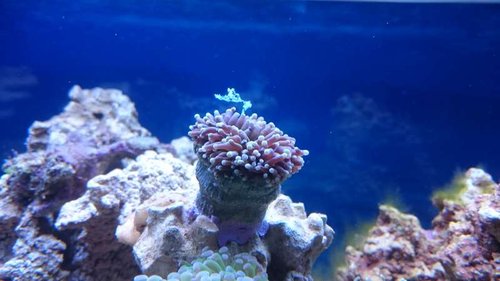 14.JPG (35.48 KiB) Vist 3164 gange Euphyllia glabrescens (Australia orange)