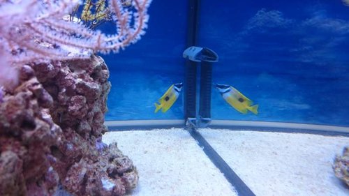 15.JPG (36.64 KiB) Vist 3179 gange Siganus unimaculatus