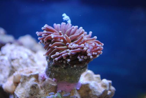 1.JPG (29.28 KiB) Vist 3281 gange Euphyllia glabrescens (Australia orange)