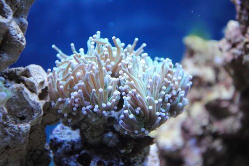 Euphyllia glabrescens (Torch)