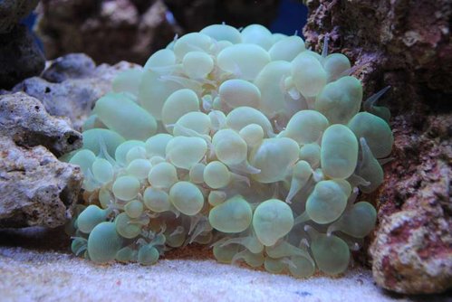 3.JPG (44.96 KiB) Vist 3180 gange Plerogyra sinuosa (green)