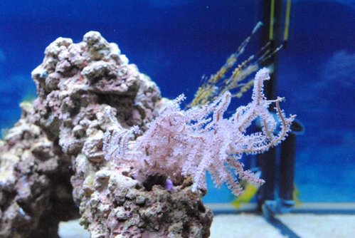 4.JPG (50.8 KiB) Vist 3281 gange Eunicea succinea