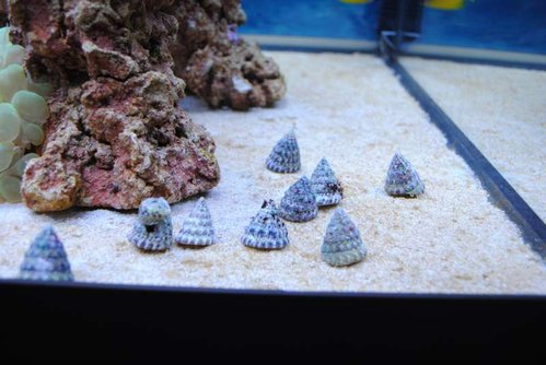 5.JPG (46.22 KiB) Vist 3166 gange Nerita sp. og Trochus snail