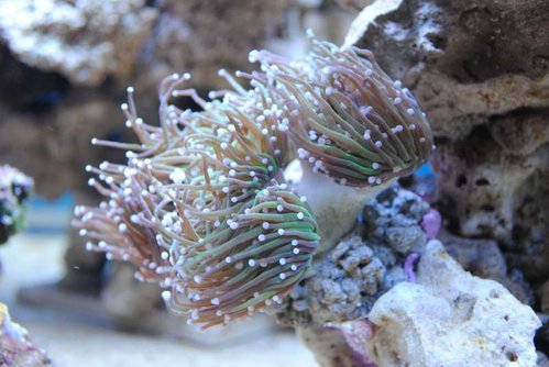 6.JPG (48.74 KiB) Vist 3268 gange Euphyllia glabrescens (green)